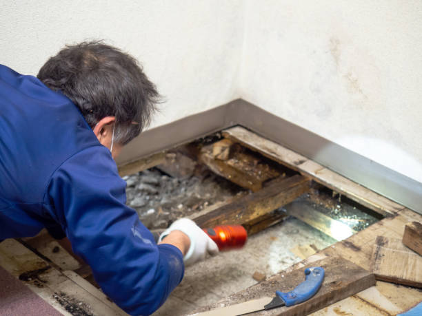 Best Mold Damage Repair  in Osprey, FL