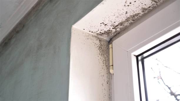 Mold Removal Process in Osprey, FL