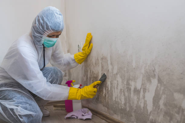 Best Professional Mold Removal  in Osprey, FL
