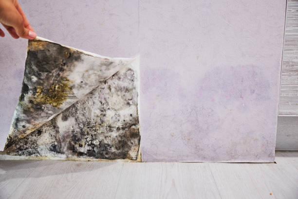 Best Mold Remediation Services  in Osprey, FL